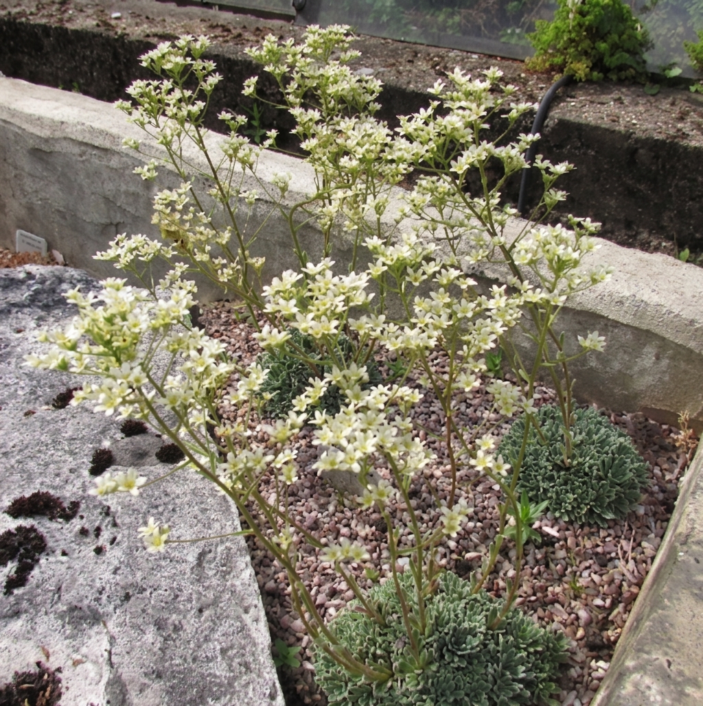 Saxifraga paradoxa